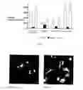 Fig. 07 - BIOCOMPATIBLE NANOPHASE MATERIALS