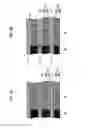 Fig. 04 - Acidic-gas separation module