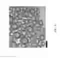 Fig. 05 - Compositions and methods for forming emulsions