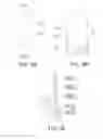 Fig. 09 - Electromechanical system for dispensing a composition