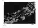 Fig. 03 - Granulated seeds