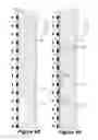 Fig. 05 - MACHINE TOOL WINDOW