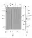 Fig. 01 - Laminate