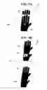 Fig. 07 - Sanitary automatic glove dispensing apparatus and method of use