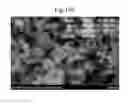 Fig. 22 - APPARATUS FOR PRODUCING Si NANOPARTICLES USING MICROWAVE PLASMA AND PRODUCTION METHOD USING THE SAME