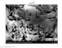 Fig. 13 - HIGH STRENGTH GLASS-CERAMICS HAVING LITHIUM DISILICATE AND BETA-SPODUMENE STRUCTURES