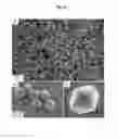 Fig. 16 - Metal-organic materials and method for preparation