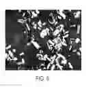 Fig. 08 - Crystalline and mesomorphous forms of an AKT inhibiting pyrimidinyl-cyclopentane compound, compositions and methods thereof
