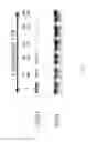 Fig. 02 - Nuclear transport modulators and uses thereof