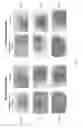 Fig. 09 - Nuclear transport modulators and uses thereof
