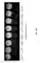 Fig. 31 - Multistimuli-responsive white luminescent materials including metal elements