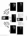 Fig. 33 - Multistimuli-responsive white luminescent materials including metal elements