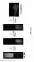 Fig. 41 - Multistimuli-responsive white luminescent materials including metal elements