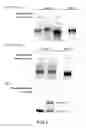 Fig. 05 - Methods of Using Phosphoramidation Reaction for Conjugation-Labeling Nucleic Acids