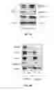 Fig. 08 - Compositions and methods of treatment of cancers
