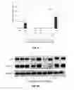 Fig. 15 - Compositions and methods of treatment of cancers