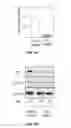 Fig. 17 - Compositions and methods of treatment of cancers