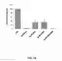 Fig. 15 - Recombinant viral vectors