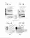 Fig. 22 - Recombinant viral vectors