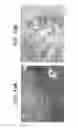 Fig. 16 - TDF-RELATED COMPOUNDS AND ANALOGS THEREOF