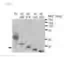 Fig. 05 - Compositions and methods related to tauopathy