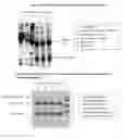 Fig. 03 - Process for increased yield of immunoglobulin from human plasma