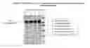 Fig. 04 - Process for increased yield of immunoglobulin from human plasma