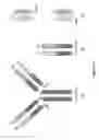 Fig. 06 - RNA-CODED ANTIBODY