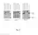 Fig. 20 - RNA-CODED ANTIBODY