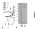 Fig. 02 - R-spondin variants, compositions, and methods of use