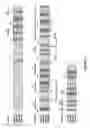 Fig. 13 - R-spondin variants, compositions, and methods of use