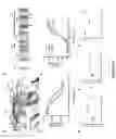Fig. 15 - R-spondin variants, compositions, and methods of use
