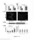 Fig. 08 - Methods of maintaining, expanding and differentiating neuronal subtype specific progenitors