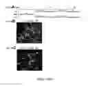 Fig. 11 - Methods of maintaining, expanding and differentiating neuronal subtype specific progenitors