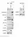 Fig. 07 - Regulatory B cells (tBREGS) and their use
