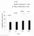 Fig. 20 - Regulatory B cells (tBREGS) and their use