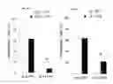 Fig. 33 - Regulatory B cells (tBREGS) and their use