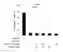 Fig. 34 - Regulatory B cells (tBREGS) and their use