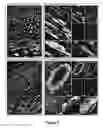 Fig. 08 - Cortical Bone-Derived Stem Cells