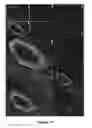 Fig. 20 - Cortical Bone-Derived Stem Cells
