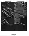 Fig. 21 - Cortical Bone-Derived Stem Cells