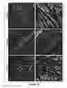 Fig. 23 - Cortical Bone-Derived Stem Cells