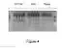 Fig. 04 - Method for selecting a permissive cell line for replicating avian viruses