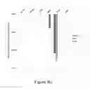 Fig. 06 - Method for selecting a permissive cell line for replicating avian viruses