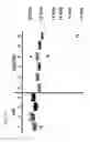 Fig. 03 - RECOMBINANT AUTO-ACTIVATING PROTEASE PRECURSORS