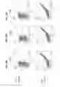Fig. 31 - Method for selecting polynucleotides encoding antigen-specific immunoglobulin subunits