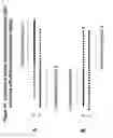 Fig. 22 - Chemically modified multifunctional short interfering nucleic acid molecules that mediate RNA interference