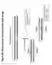 Fig. 33 - Chemically modified multifunctional short interfering nucleic acid molecules that mediate RNA interference