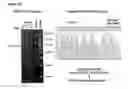 Fig. 48 - Chemically modified multifunctional short interfering nucleic acid molecules that mediate RNA interference