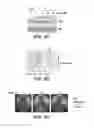 Fig. 09 - Selective reduction of the deleterious activity of extended tri-nucleotide repeat containing genes